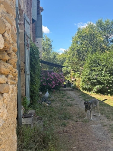 Photos 57 - Prestige - MARCIAC(32): ancienne SEIGNEURIE avec BEAU CHATEAU XIV sur 3,5ha, cachée, au bout du chemin, sans voisin, en campagne, 500m2 habitables, piscine chauffée, découvrez les riches heures des seigneurs