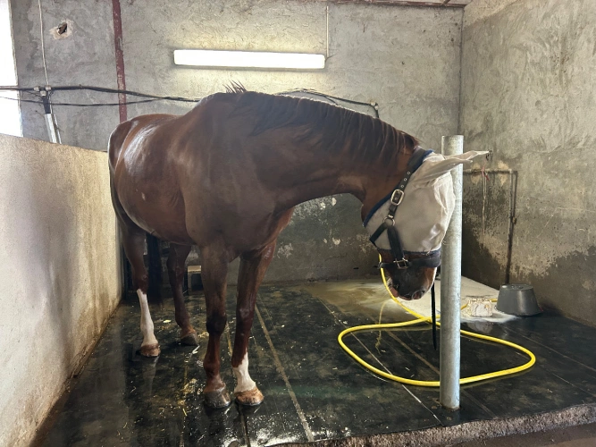 Photos 15 - Équestre - À vendre – Exploitation équestre clé en main à seulement 1 heure de Nice – 225 000 €