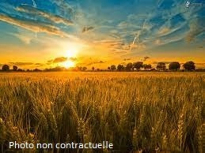 Photos 3 - Rurale - Grand TERRAIN de loisirs dans charmant village de Seine et Marne de plus de 2000 m² !