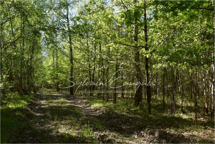 Photos 2 - Forestière - Territoire de Chasse de 171 hectares en Sologne
