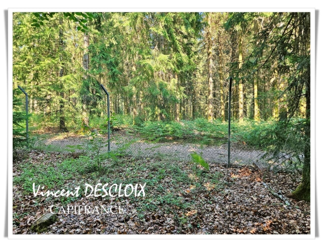 Photos 12 - Rurale - Terrain 19 965m² avec étang à vendre  GIEN SUR CURE (58230)