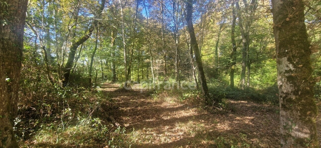 Photos 1 - Forestière - Bois à vendre, LAGRANGE (40)