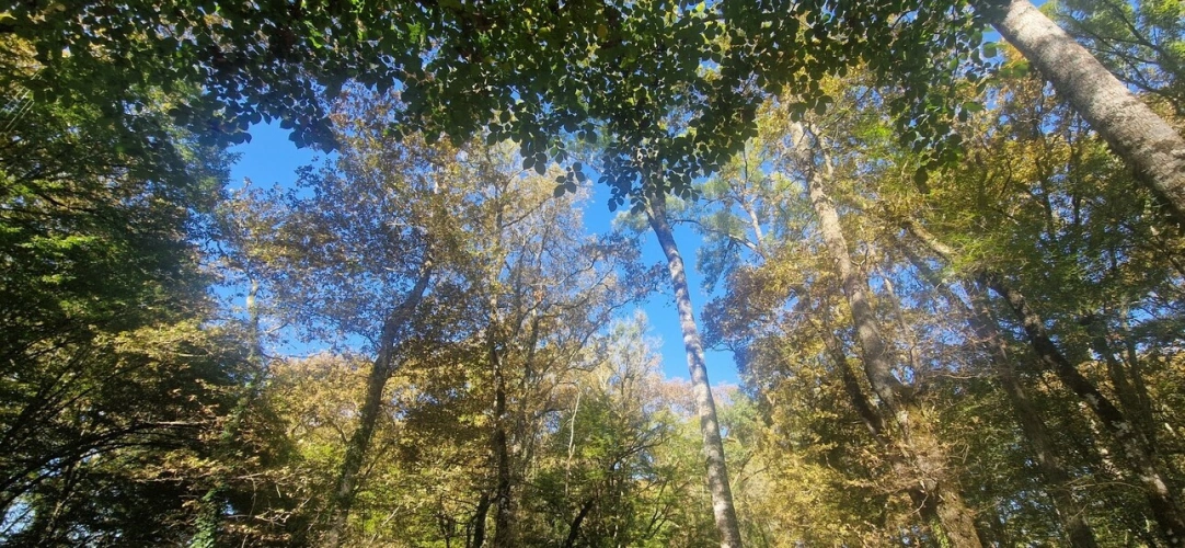 Photos 2 - Forestière - Bois à vendre, LAGRANGE (40)