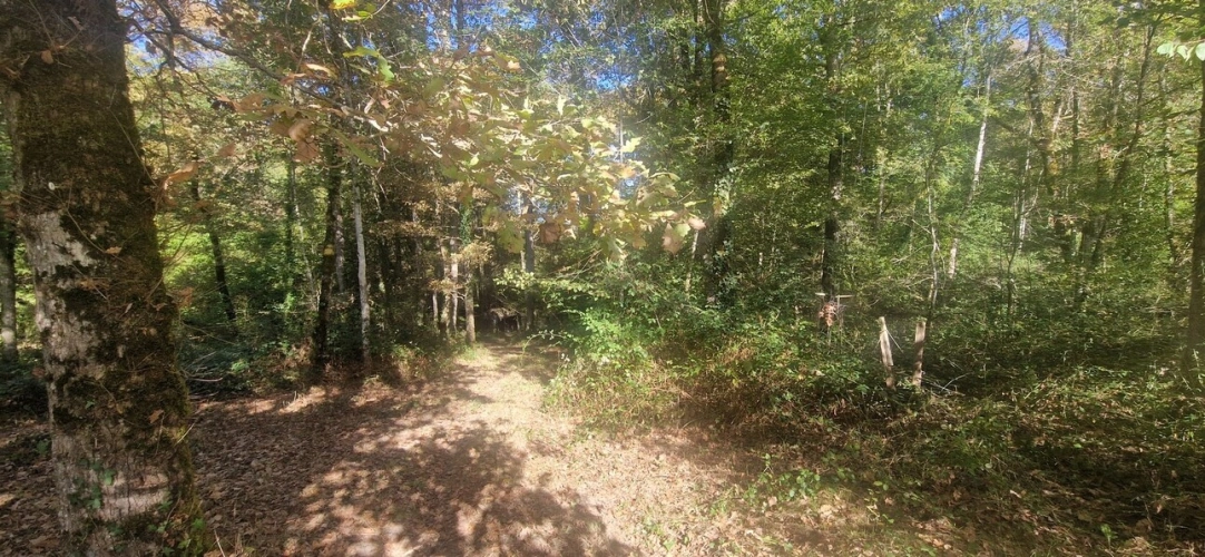 Photos 3 - Forestière - Bois à vendre, LAGRANGE (40)