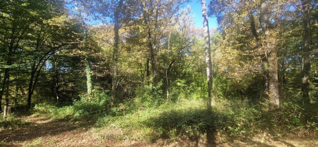 Photos 4 - Forestière - Bois à vendre, LAGRANGE (40)