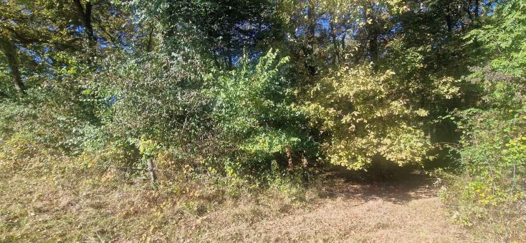 Photos 5 - Forestière - Bois à vendre, LAGRANGE (40)