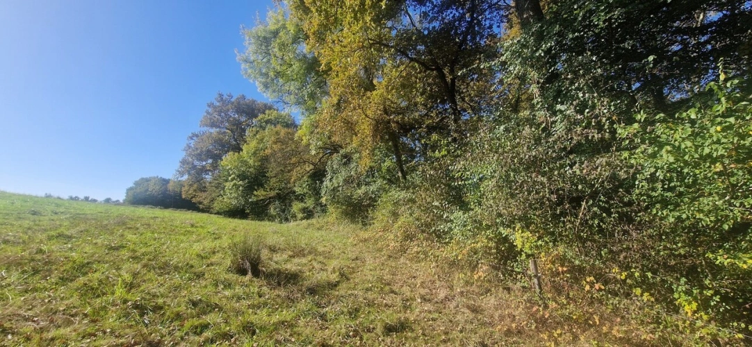 Photos 6 - Forestière - Bois à vendre, LAGRANGE (40)