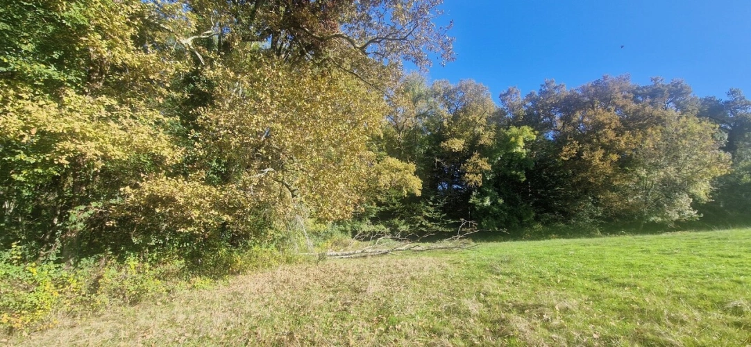 Photos 7 - Forestière - Bois à vendre, LAGRANGE (40)