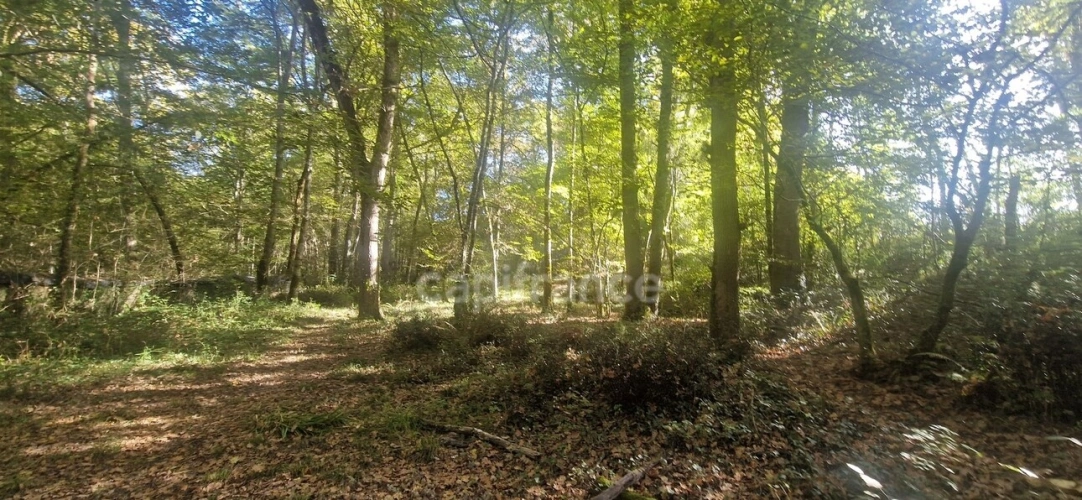 Photos 8 - Forestière - Bois à vendre, LAGRANGE (40)