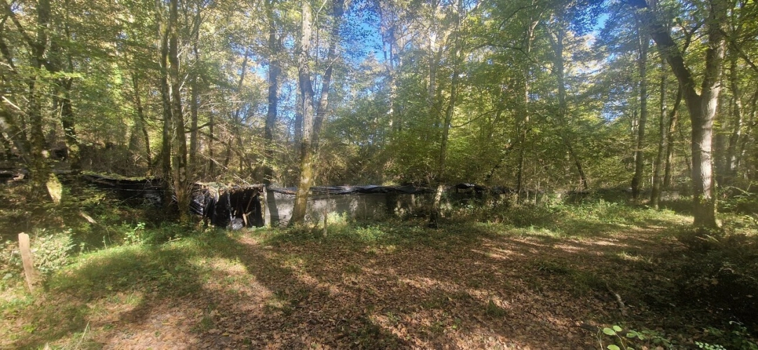Photos 9 - Forestière - Bois à vendre, LAGRANGE (40)