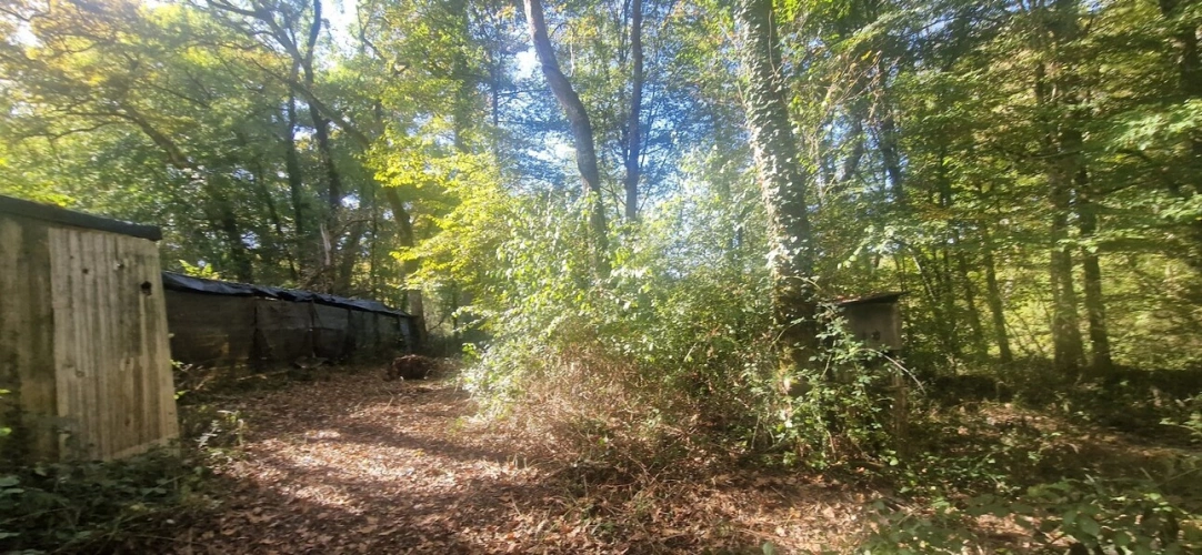 Photos 10 - Forestière - Bois à vendre, LAGRANGE (40)