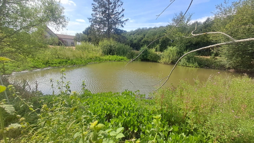 Photos 6 - Équestre - LE THOULT TROSNAY (51) à vendre superbe corps de ferme restauré sur un terrain clos de plus de 8600 m2 avec étang