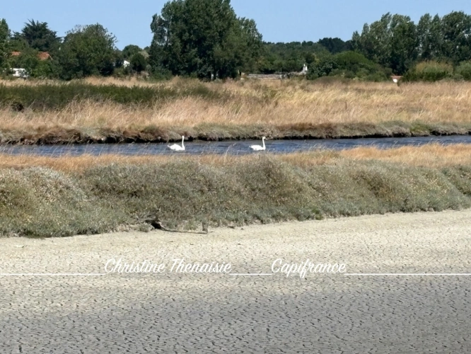 Photos 12 - Forestière - MARAIS avec cabane flottante à vendre Route du Sel à SAINT HILAIRE DE RIEZ (85)