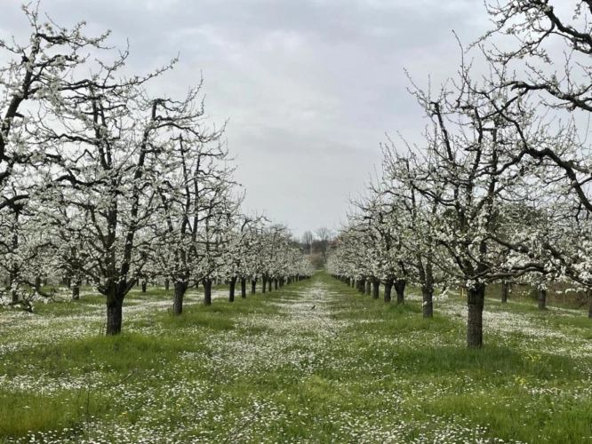 Photos 2 - Agricultural - Agen prune orchard, where local produce meets gastronomy.