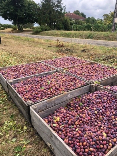 Photos 4 - Agricultural - Agen prune orchard, where local produce meets gastronomy.