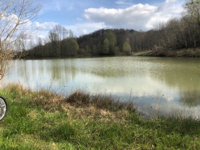 Photos 5 - Agricultural - Agen prune orchard, where local produce meets gastronomy.