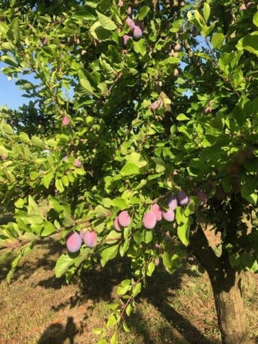 Photos 6 - Agricultural - Agen prune orchard, where local produce meets gastronomy.