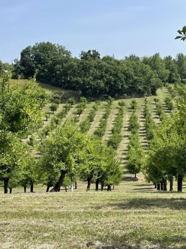 Photos 9 - Agricultural - Agen prune orchard, where local produce meets gastronomy.
