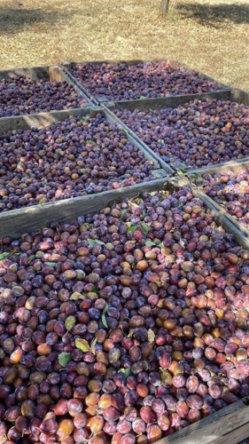 Photos 10 - Agricultural - Agen prune orchard, where local produce meets gastronomy.