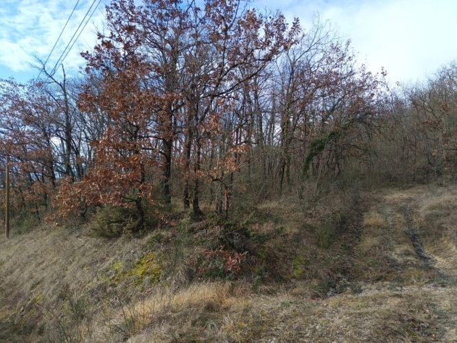 Photos 1 - Forestière - Ensemble de 3 terrains boisés 4870 m²