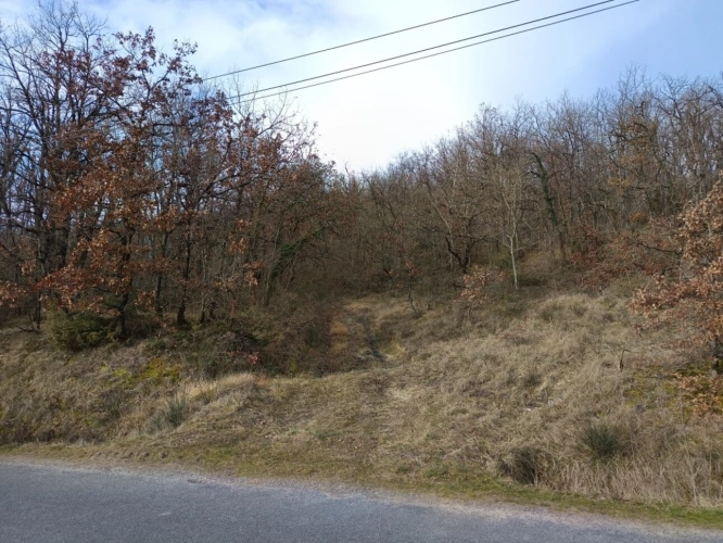 Photos 2 - Forestière - Ensemble de 3 terrains boisés 4870 m²