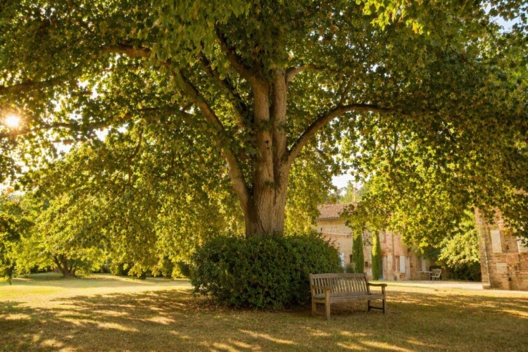 Photos 3 - Prestige - Ancien Marquisat du XVIIIe siècle : Un lieu de vie, de réception et de projets entre Toulouse et Albi