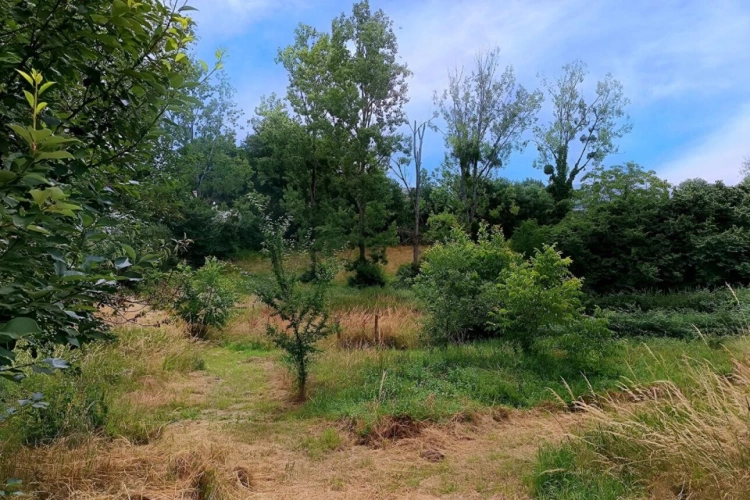 Photos 7 - Rurale - Terrain Mirandol Bourgnounac 10455 m2 dépendances, mare, terrasses