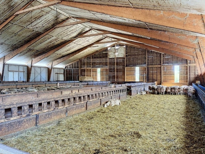 Photos 7 - Agricole - Ovins / Caprins