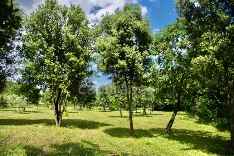 Photos 5 - Équestre - Entre Uzès et La Roque-sur-Cèze, Éden Provençal : Mas du XVIIIe & Son Domaine Privé sur 3,3 hectares