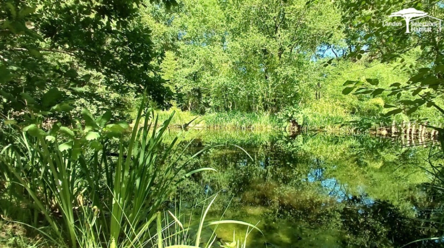 Photos 8 - Touristique - Propriété de caractère sur 4 hectares - 3 dépendances, étang