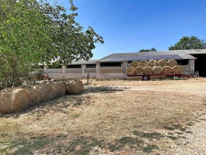 Photos 10 - Agricole - Ovins / Caprins