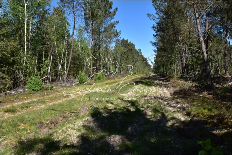 Photos 2 - Forestière - Territoire de Chasse de 171 hectares en Sologne