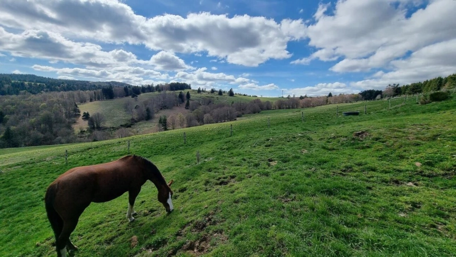 Photos 5 - Équestre - Propriété équestre sur 16 ha en montagne ardéchoise ?