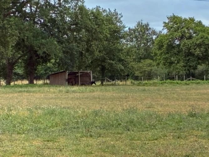 Photos 4 - Équestre - Un havre de paix sur 5,4 hectares aux portes du Mans