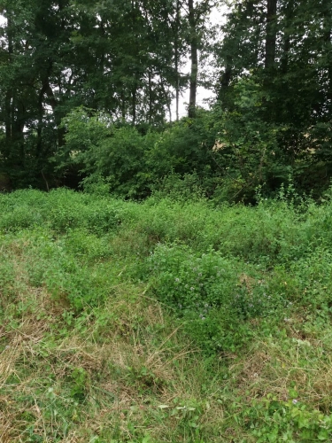 Photos 3 - Agricole - ORTHEZ – Terrains naturels et agricoles de 15 070 m²