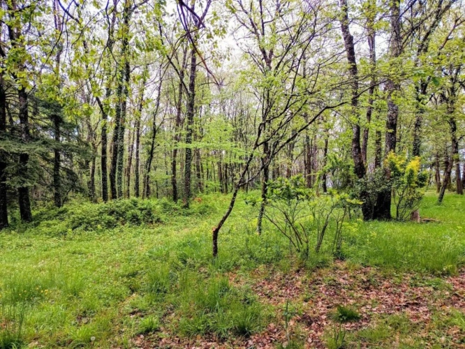 Photos 17 - Prestige - Maison 249 M2 sur terrain 14 hectares