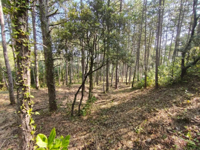 Photos 2 - Touristique - Rare - Terrain boisé 3577 m² avec Permis de Construire Purgé (Villa + 3 Gîtes touristiques) – Sud Ardèche