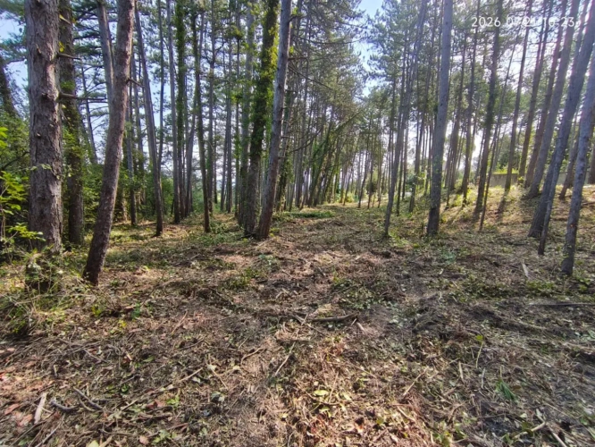 Photos 13 - Touristique - Rare - Terrain boisé 3577 m² avec Permis de Construire Purgé (Villa + 3 Gîtes touristiques) – Sud Ardèche