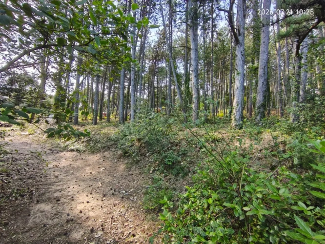 Photos 16 - Touristique - Rare - Terrain boisé 3577 m² avec Permis de Construire Purgé (Villa + 3 Gîtes touristiques) – Sud Ardèche