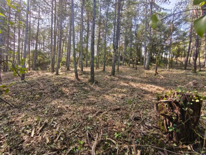 Photos 17 - Touristique - Rare - Terrain boisé 3577 m² avec Permis de Construire Purgé (Villa + 3 Gîtes touristiques) – Sud Ardèche