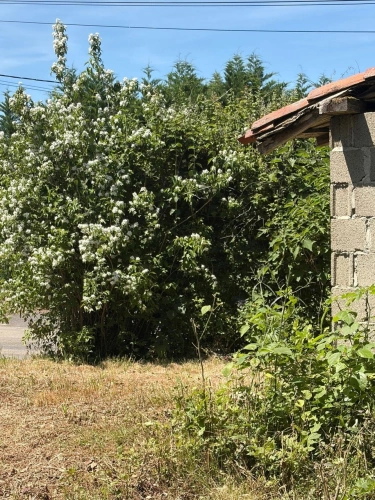 Photos 18 - Prestige - PLAISANCE (32); AUTHENTIQUE MAISON GASCONNE 300M2 dans son jus, un peu cachée, 1HA grandes dependances