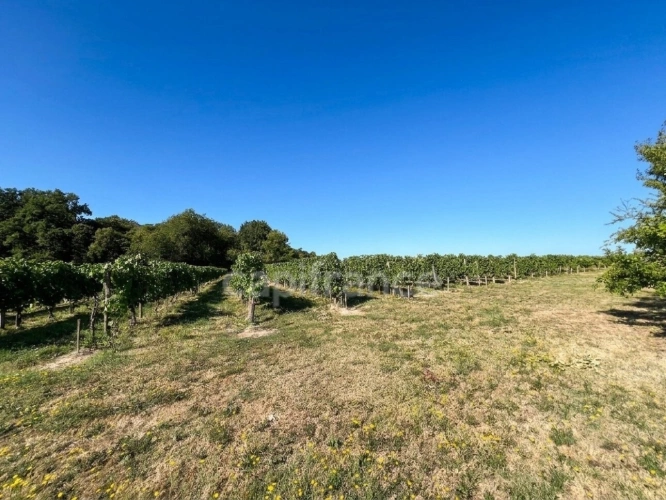 Photos 11 - Touristique - Domaine viticole avec activité touristique de 9,39 hectares - Vanzac (17)