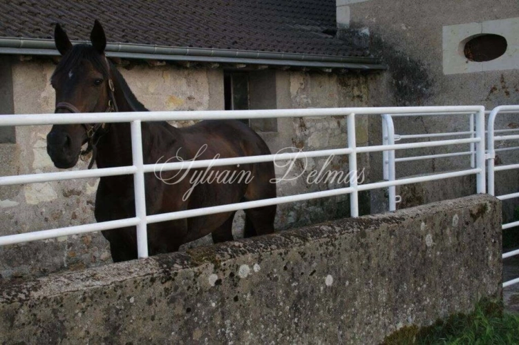 Photos 5 - Prestige - Propriete à vendre 11 pièces LANGEAIS (37)