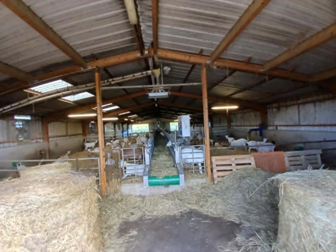 Photos 6 - Agricole - Exploitation caprine avec transformation fromagère, vente di