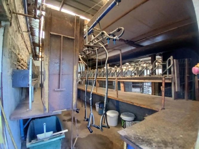 Photos 7 - Agricole - Exploitation caprine avec transformation fromagère, vente di