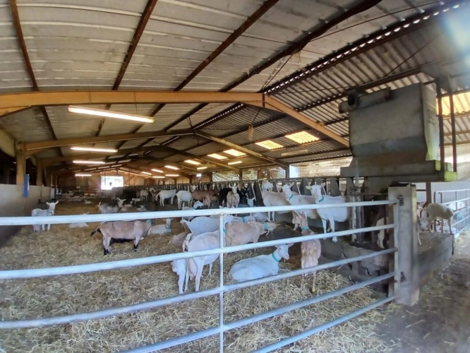 Photos 8 - Agricole - Exploitation caprine avec transformation fromagère, vente di