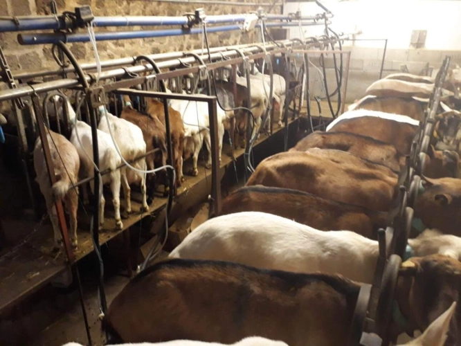Photos 10 - Agricole - Exploitation caprine avec transformation fromagère, vente di