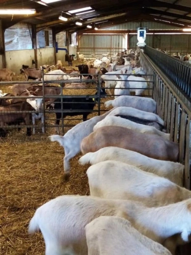 Photos 14 - Agricole - Exploitation caprine avec transformation fromagère, vente di