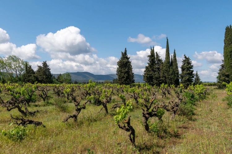 Photos 13 - Touristique - Propriété viticole