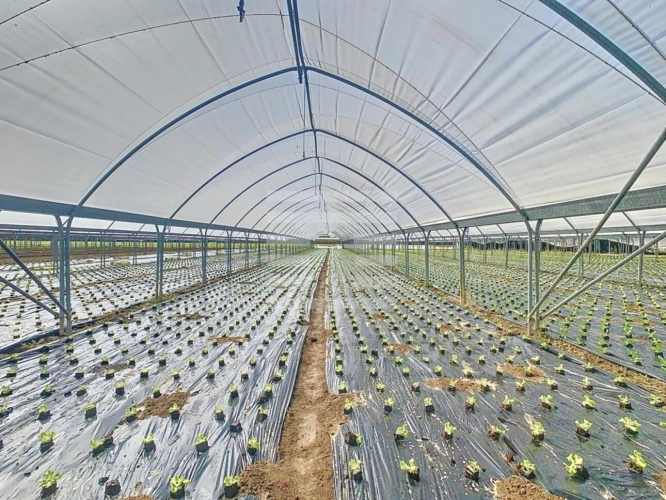 Photos 10 - Agricole - Horticole / Maraîchage